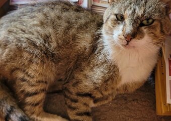 Daruji 2 kočky a kocourka - 2