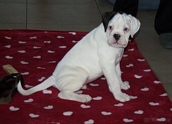 Něm. BOXER - 2