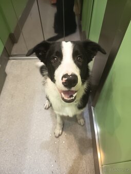 Prodám štěně Border kolie - 2