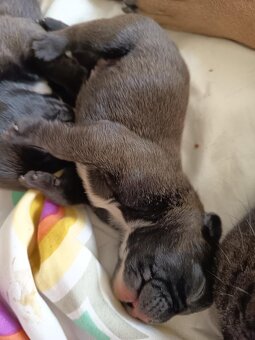 Francouzský buldoček štěňata - 2