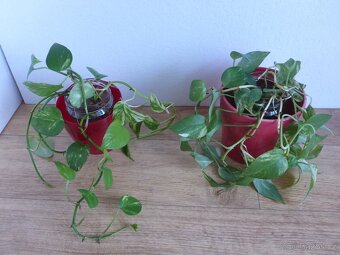 Šplhavnice + zdarma aloe - 2