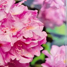 Prodám Rododendron (Rhododendron) Roseum Elegans - 2