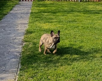 Francouzsky buldoček s PP/French bulldog - 2