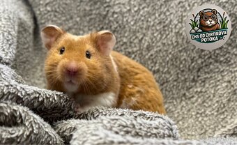 Křeček syrský s PRŮKAZEM PŮVODU, samec - 2