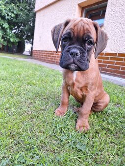 Německý boxer štěně s PP - Moravia Dog Club - 2