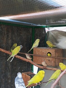 Andulka, zebřička, holoubek diamantový - 2