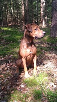 Hledám nového majitele - 2