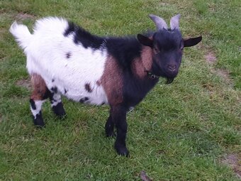 Holandská zakrsla koza - 2