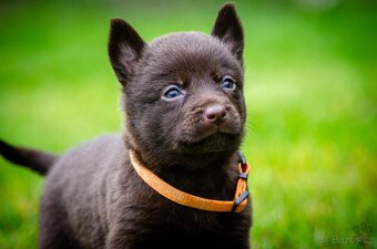 Australská kelpie - 2