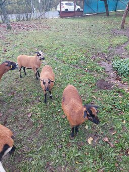 jehnice ovce kamerunské - 2