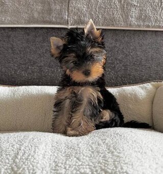 Jorkširsky teriér yorkširsky teriér - 2