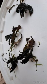 4 ks BUCEPHALANDRY PRODÁM - 2