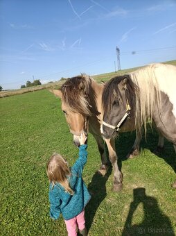 Prodám dvě kobylky - 2