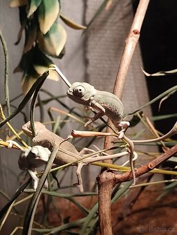 Chameleon Jemenský - 2