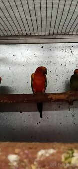 Prodám aratingy sluneční - 2