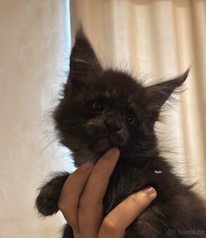 Mainská mývalí bez PP - 2