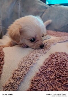 Prodám štěňata - 2