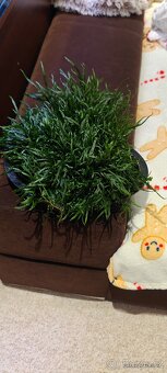 Akvarijní rostliny - 2