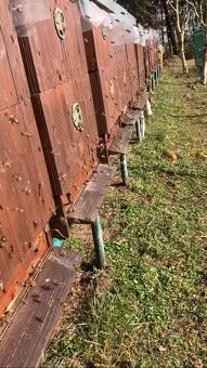 Vyzimovaná včelstva - 2