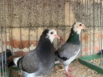 Srbsky vysokoletec - 2