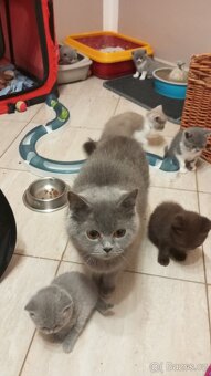 Britská koťátka - 2