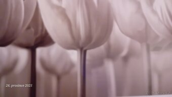 Obraz IKEA tulipany - 2