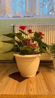Toulitku (Anthurium) - 2