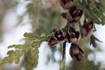 Thuja occidentalis - 2