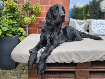 Flat Coated Retriever - štěňátka s PP - 2