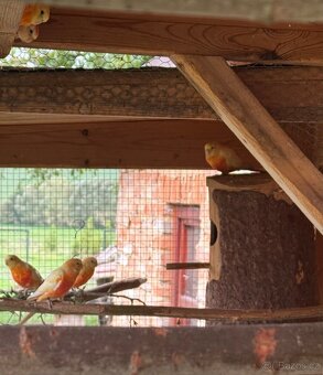 Papoušek zpěvavý - 2