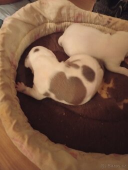 Americký stafordšírský teriér - 2