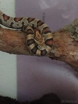 Užovka červená - 2