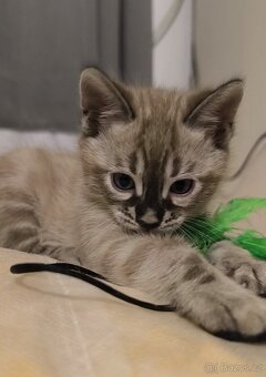 Bengálská kočka s Pp - 2