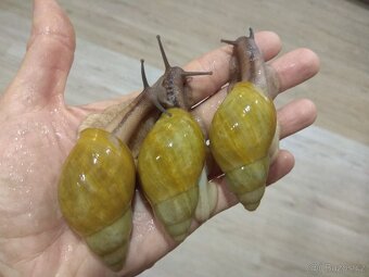 Africký šnek Archachatina Porphyrostoma Albino Shell - 2