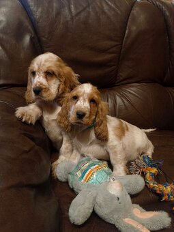 Anglický kokršpaněl barevný kluci - 2