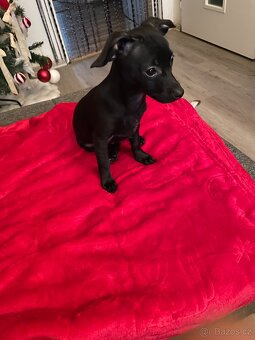 Prodám štěně pejska - 2