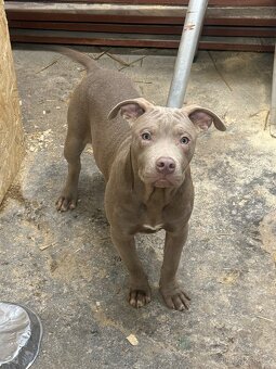 Americký pitbulterier s PP silverfawn rarita - 2
