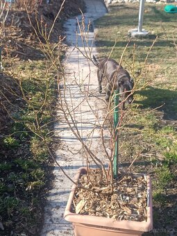 Kanadské boruvky - 2