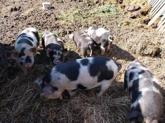 Kune kune - 2