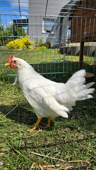 Kohouti Leghorn - Plzeň sever - 2