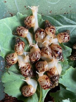 Oblovka síťkovaná (Lissachatina reticulata) 🐌 - 2