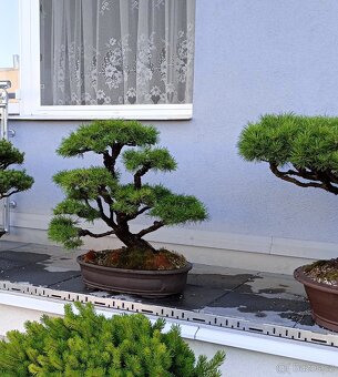 Borovice lesní (Pinus sylvestris) bonsai - 2