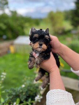 K prodeji black tan yorkshire terrier fenka - 2