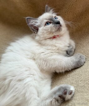 Ragdoll nádherné koťátko bez PP - 2