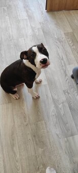 Americký stafordširský teriér - štěně - 2