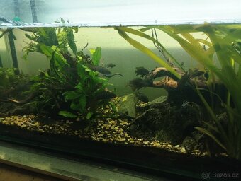 Akvárium - 2