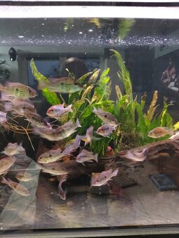 Geophagus Tapajós red head - 2