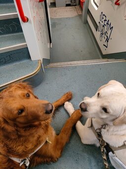 Labrador, zlatý retrívr, flat coated retriever - 2