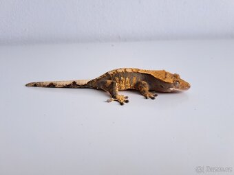 pagekon řasnatý... - 2