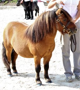 Shetland pony standard - 2